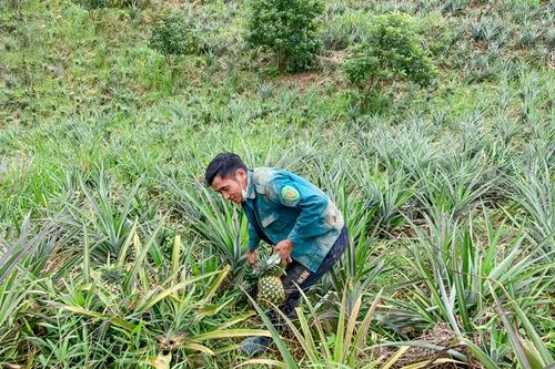 Phát triển cây dứa ở Đam Rông