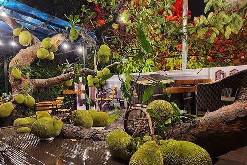 Độc đáo quán cà phê lấy mít sai trĩu quả làm 'nội thất'