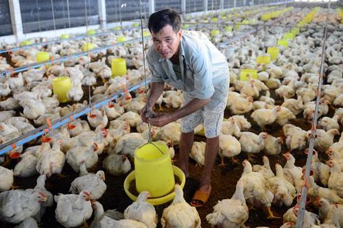 Gà rẻ như mớ rau: Sớm mở lại lò mổ, khơi thông đầu ra