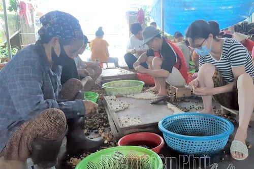 Pom Lót vào vụ chế biến long nhãn