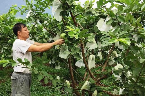 Hưởng ứng Tháng hành động vì an toàn toàn thực phẩm năm 2020 (15/4 – 15/5) | Xã Hội | Kinh tế TRUYỀN HÌNH INTERNET Lai Châu qua ảnh