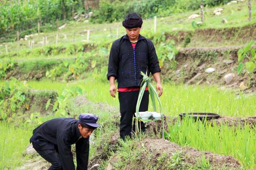 Nghi thức cúng ruộng của người Hà Nhì