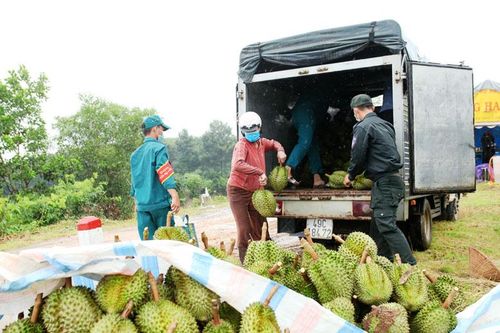 Phát triển sầu riêng Lâm Đồng theo hướng bền vững (bài cuối)