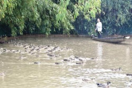 Kinh tế Nông nghiệp - Nông thôn Phát triển chăn nuôi tập trung, theo hướng công nghiệp