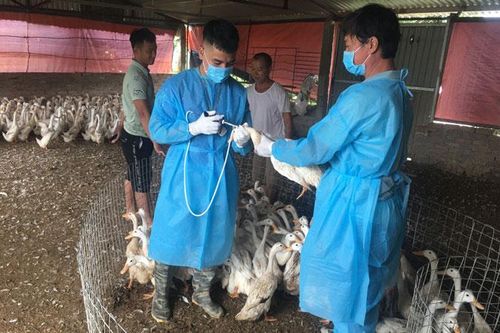 Hà Nội lần đầu tiên xuất hiện cúm gia cầm A/H5N8