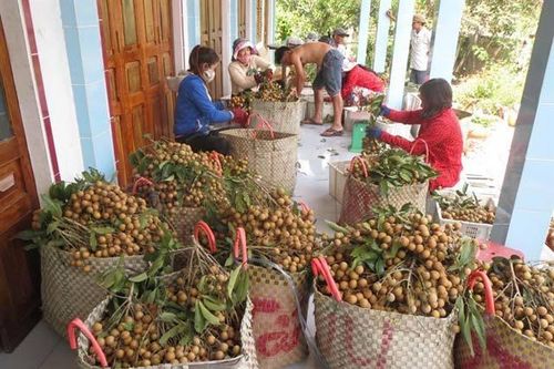 Hợp lực tiêu thụ nông sản cho 19 tỉnh miền Nam trong điều kiện giãn cách
