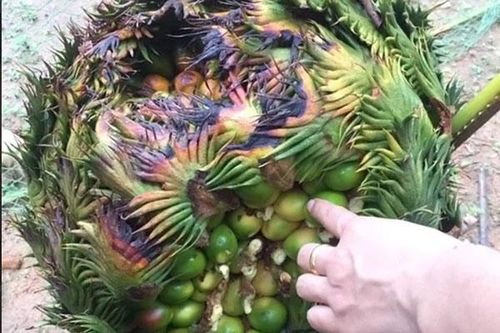 Sự thật về loài cây 10 năm mới ra quả 1 lần: người bảo độc, người lại khen ăn bùi như hạt dẻ?