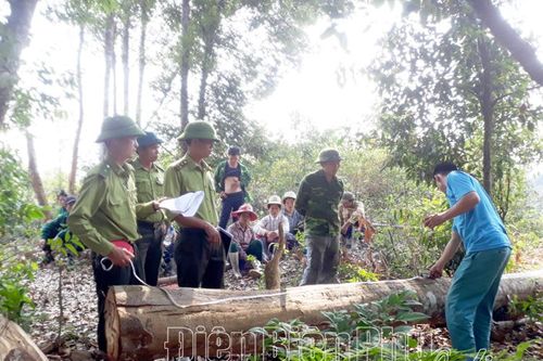 Xử lý nghiêm vi phạm để giữ rừng hiệu quả