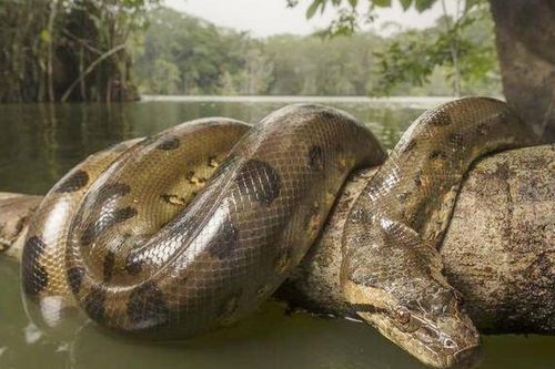 Trăn Anaconda và những thủy quái chết người trên sông Amazon