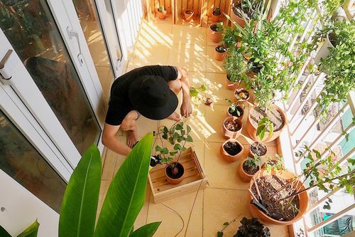 Dọn dẹp và phủ xanh ban công 4 m2 khi giãn cách