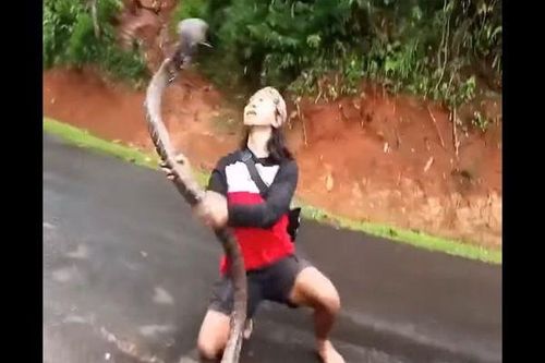 Thót tim người phụ nữ tay không bắt rắn hổ mang 'khủng'