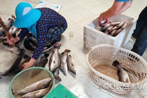 Thanh Hóa: Cá lồng chết tại khu vực sông Bạng vẫn chưa rõ nguyên nhân
