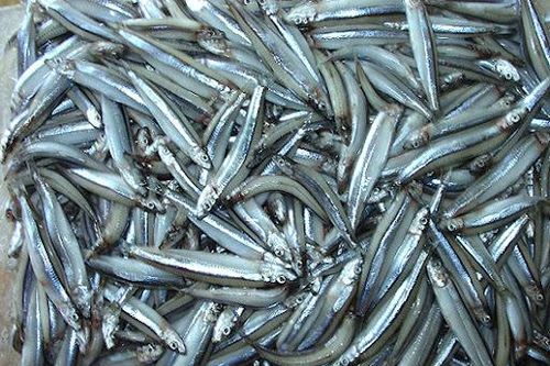 Loại cá nào có hàm lượng thủy ngân thấp?