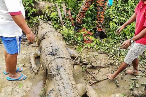 Những vụ cá sấu khổng lồ tấn công người ghê rợn nhất thế giới