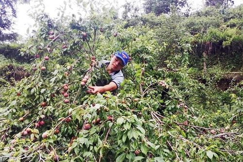 Nậm Mòn tập trung phát triển sản xuất, nâng cao thu nhập