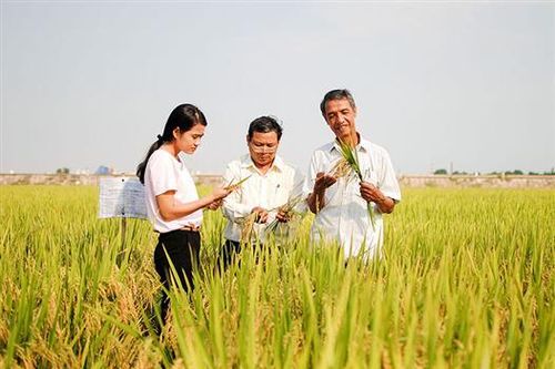Tiếp tục đổi mới, nâng cao hiệu quả của kinh tế tập thể