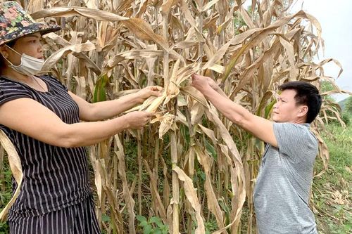 Khoảng trống trong quản lý giống nông nghiệp