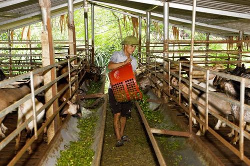Nuôi dê trên đất Trung Yên