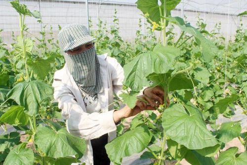 Thành lập tổ công tác chỉ đạo sản xuất, kết nối cung ứng, tiêu thụ nông sản tại các tỉnh phía Bắc