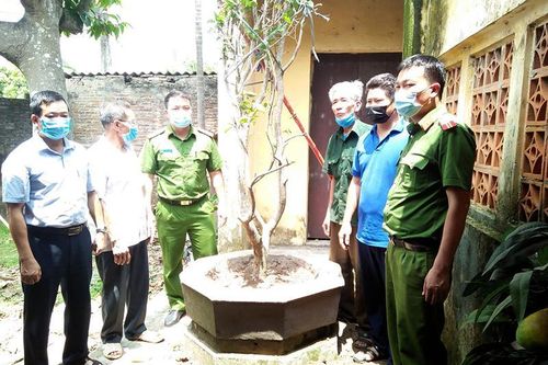 Rạng sáng mò vào đình làng trộm cắp cây Mộc Hương trên 20 năm tuổi
