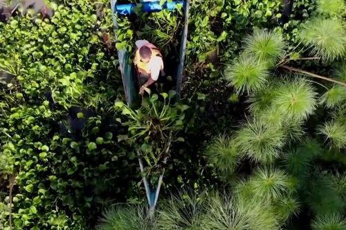 Chuyển đổi lục bình thành nhiên liệu sinh học để nấu ăn