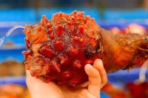 Món dứa biển kì lạ được ưa chuộng ở Triều Tiên