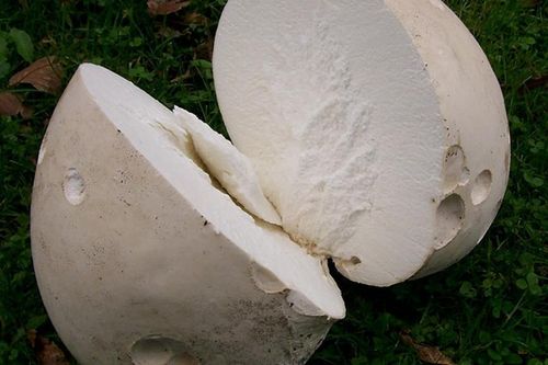 Đi du lịch, bỗng dưng đụng phải... 'báu vật khổng lồ' trên bãi cỏ