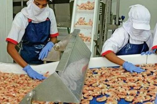 Trung Quốc nói 'không' với tôm xuất khẩu của Ấn Độ, New Delhi phản đối