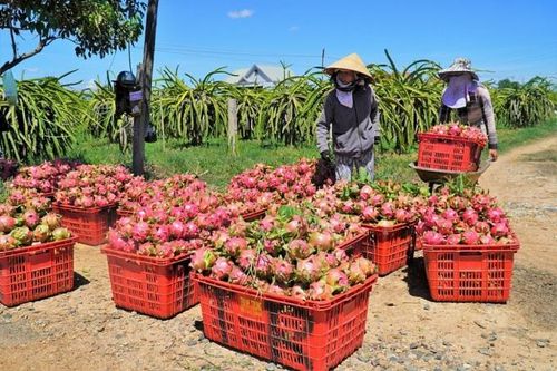 Gỡ vướng cho sản xuất kinh doanh, tiêu thụ nông sản mùa dịch