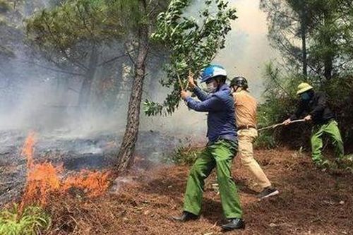 Phát hiện người đàn ông bị chết cháy tại vườn keo