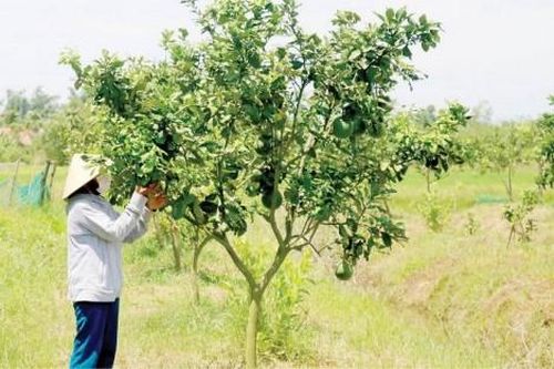 Kinh tế 'Bà đỡ' từ nguồn vốn ủy thác qua Ngân hàng Chính sách xã hội