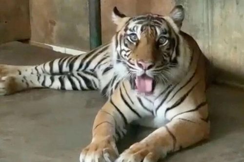 Hai con hổ Sumatra ở Indonesia mắc Covid-19 không rõ nguồn lây