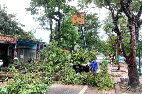 Dông lốc làm gẫy đổ nhiều cây xanh