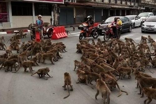 Đàn khỉ 'hỗn chiến' trên đường phố Thái Lan