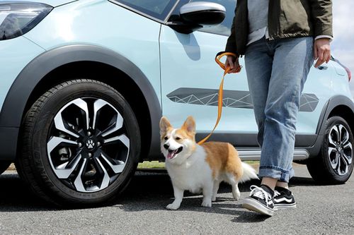 Bộ phụ kiện của Honda dành cho người yêu chó