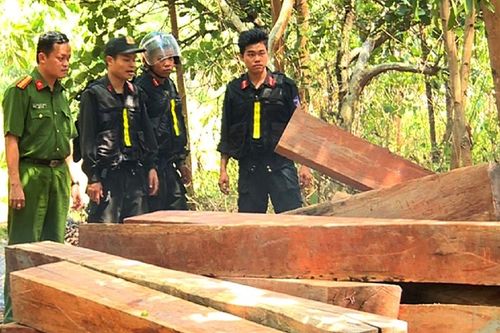 Truy tố nguyên lãnh đạo, nhân viên Công ty lâm nghiệp Ea Kar