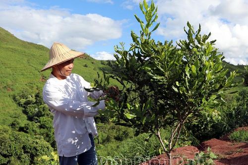Sớm tháo gỡ khó khăn phát triển cây mắc ca