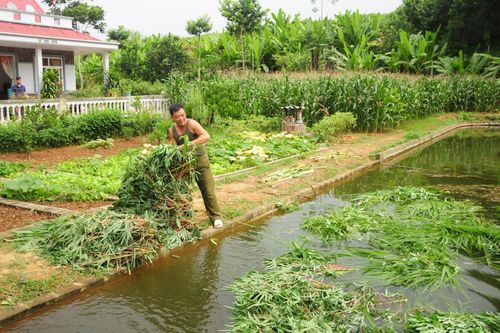 Bảo Yên thúc đẩy chuyển dịch cơ cấu kinh tế nông nghiệp