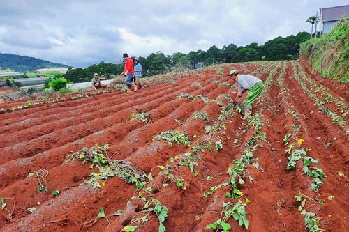 Chuyển hoa sang rau - giải pháp vượt khó trong đại dịch