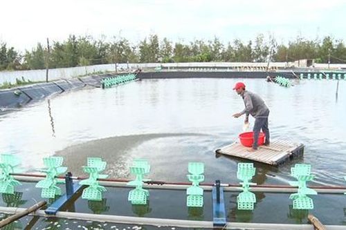 Quan tâm phòng, chống dịch bệnh trên thủy sản nuôi
