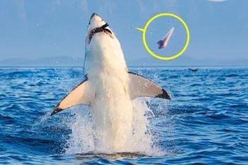 Cá mập phi thân đớp mồi, răng văng xa vài mét