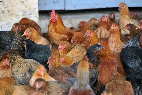 Gà rớt giá kỷ lục, thấp nhất còn 5.000 đồng/kg