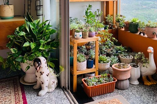 Vườn sen đá ở ban công 3 m2