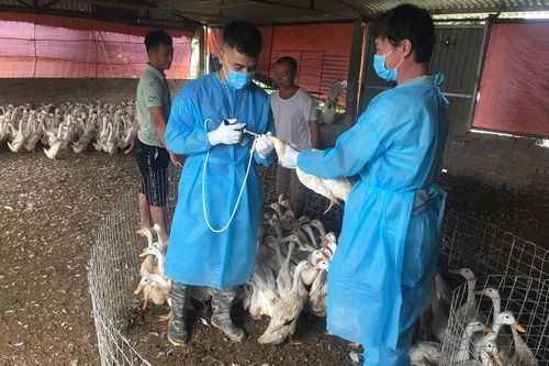 Hà Nội: Cảnh giác với cúm A/H5N8 từ gia cầm có thể lây sang người