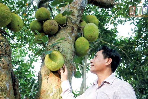 Cây mít cổ 120 năm tuổi, Thái Bình cử cán bộ chăm sóc bảo tồn