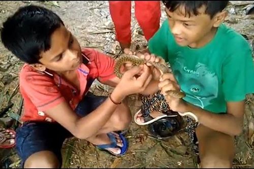 Hai đứa trẻ Ấn Độ dùng tay không giải cứu con rắn bị mắc vào lưỡi câu