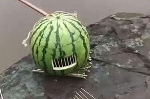 Mang lồng dưa hấu đi bắt cá bị chê cười, đến khi mở ra, chàng trai khiến những người xung quanh 'lác mắt'