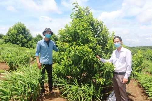 Giổi xanh bén đất Lâm Hà
