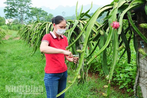 Nho Quan: Khó khăn trong chuyển đổi cơ cấu cây trồng ở các xã vùng cao
