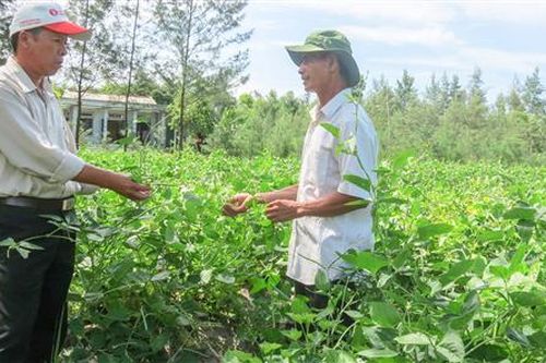 Triệu Phong: Chuyển đổi trên 100 ha cây trồng tạo sinh kế bền vững cho người dân vùng biển